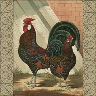 Cassell's Roosters with Border V