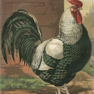 Cassell's Roosters IV
