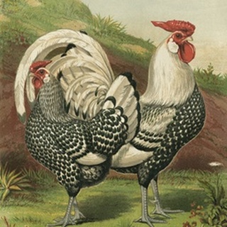 Cassell's Roosters III