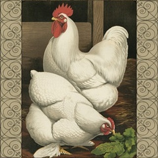 Cassell's Roosters with Border I