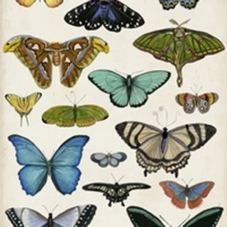 Butterfly Taxonomy I