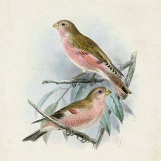 Antique Birds IV