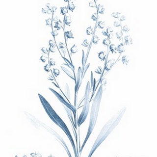 Antique Botanical in Blue I