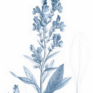 Antique Botanical in Blue III