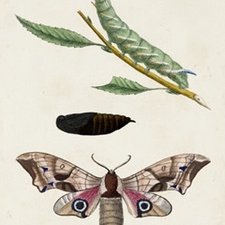 Caterpillar and Moth IV