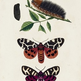 Caterpillar and Moth V