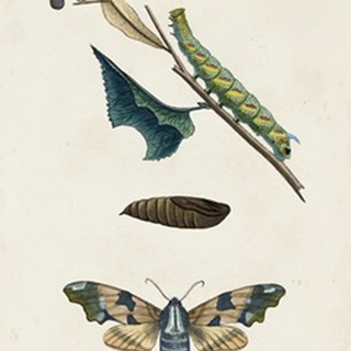 Caterpillar and Moth II