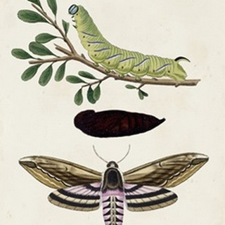Caterpillar and Moth I