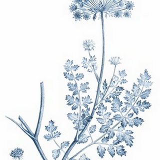 Antique Botanical in Blue V