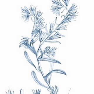 Antique Botanical in Blue II