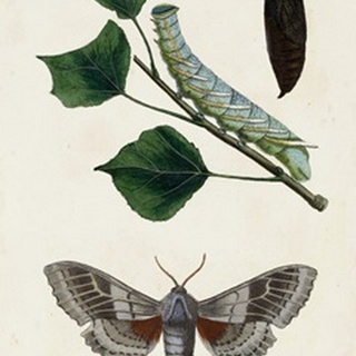 Caterpillar and Moth III
