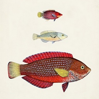 Colorful Tropical Fish II