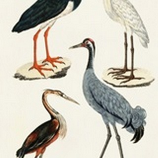 Waterbird Varieties I