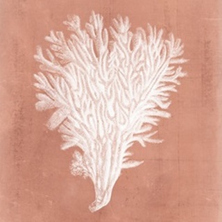 Sealife on Coral II