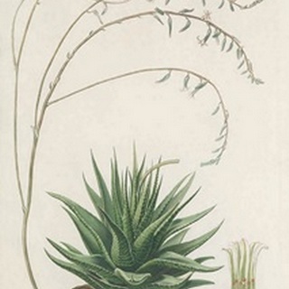Agave Plant II