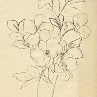Contour Flower Sketch I