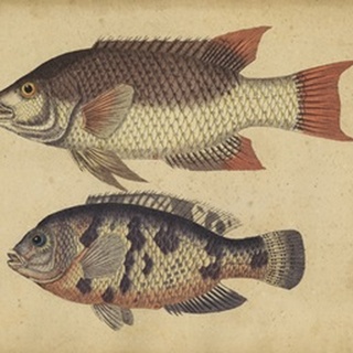 Species of Fish IV