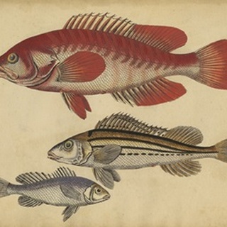 Species of Fish II