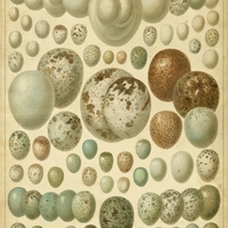 Vintage Bird Eggs I