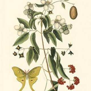 Small Catesby Butterfly and Botanical III