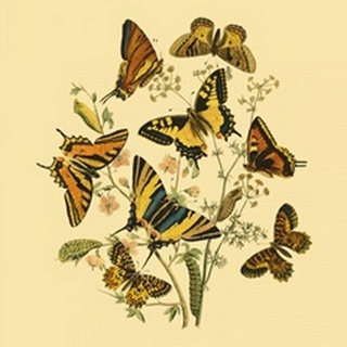 Small Butterfly Gathering I