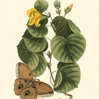 Small Catesby Butterfly and Botanical I