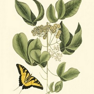 Small Catesby Butterfly and Botanical II