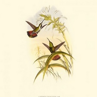 Small Gould Hummingbird I