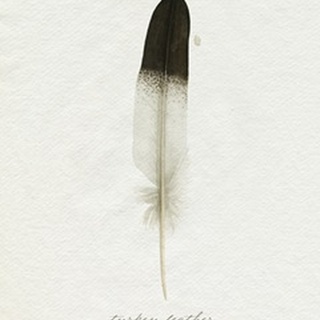 Found Feather IV