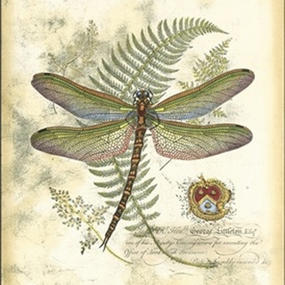 Mini Regal Dragonfly I