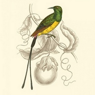 Jardine Hummingbird I