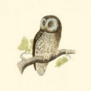 Morris Tengmalm's Owl