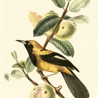 Cuvier Exotic Birds II