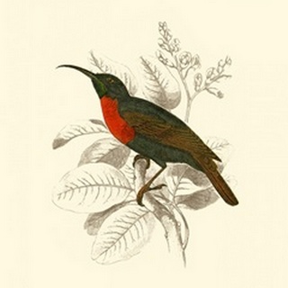 Jardine Hummingbird III