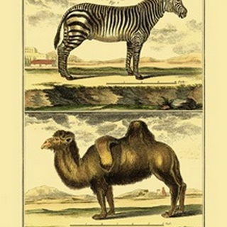 Diderot's Zebra and Camel