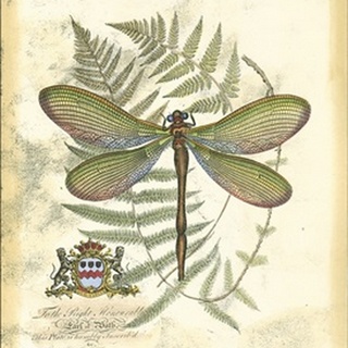 Mini Regal Dragonfly II
