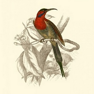 Jardine Hummingbird VI