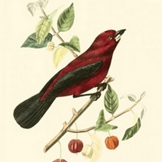 Cuvier Exotic Birds V