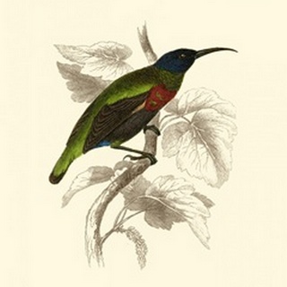 Jardine Hummingbird IV