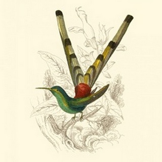 Jardine Hummingbird II
