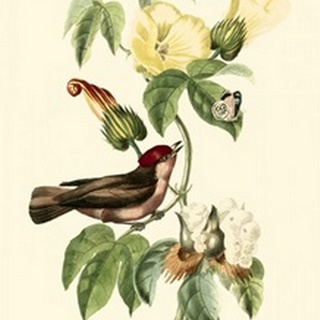 Cuvier Exotic Birds I