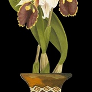 Orchids in Pot II