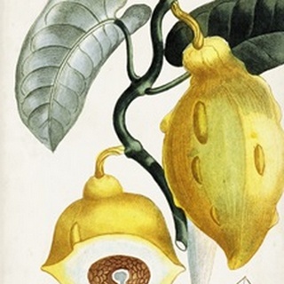 Turpin Tropical Fruit IV