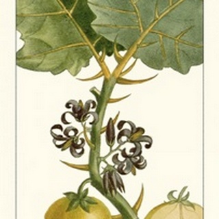 Turpin Exotic Botanical IV