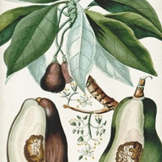 Turpin Tropical Fruit V