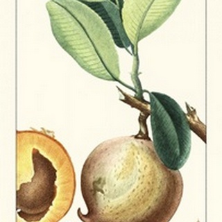 Turpin Exotic Botanical II