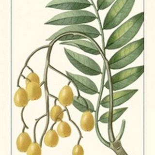 Turpin Exotic Botanical IX