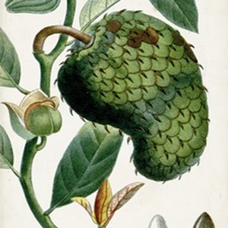 Turpin Tropical Fruit VIII