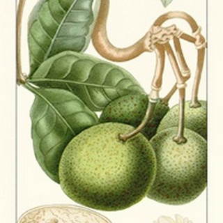 Turpin Exotic Botanical VI