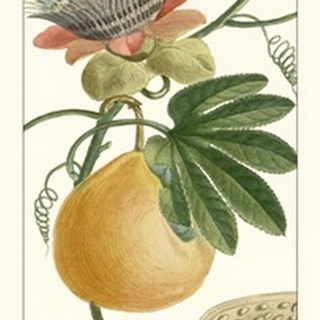 Turpin Exotic Botanical III